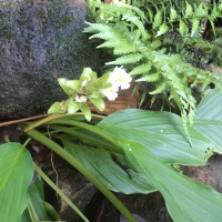 Curcuma albiflora Thwaites